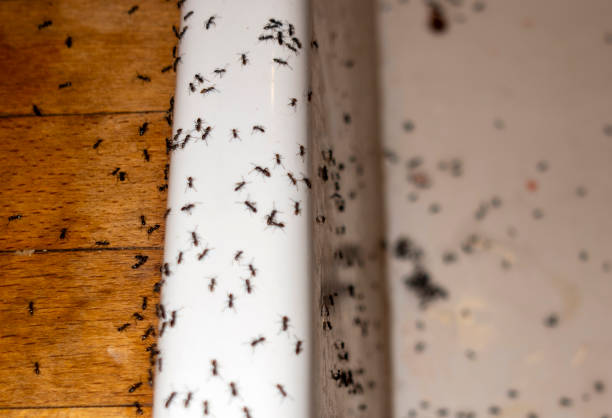  Coshocton, OH Pest Control Pros