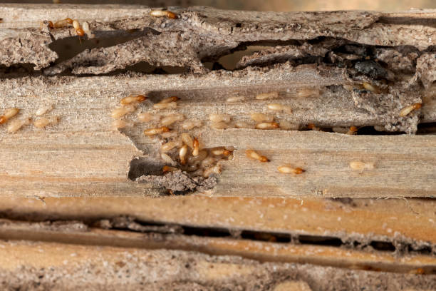 Best Termite Control Services  in Coshocton, OH